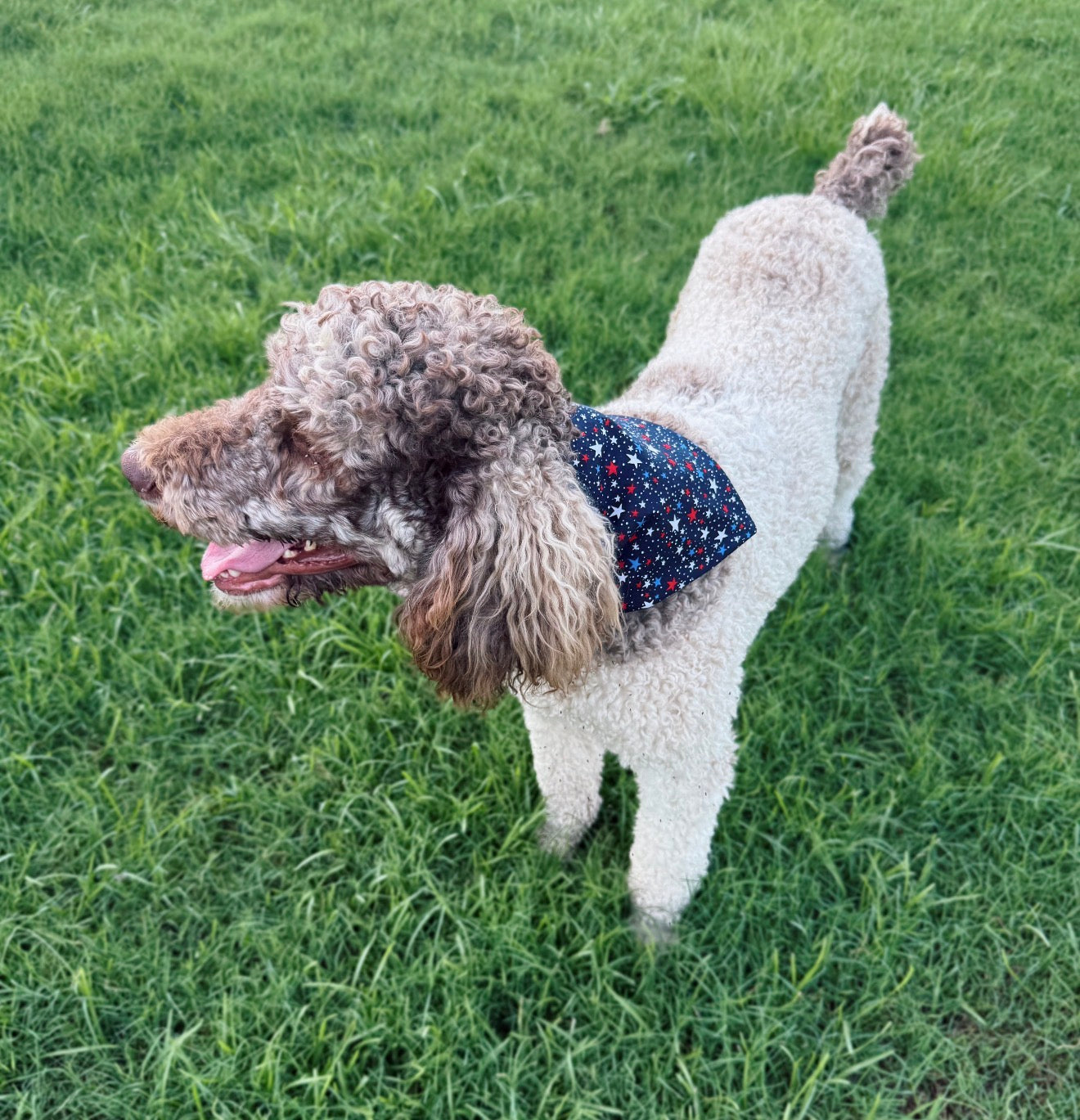 Dog Bandana