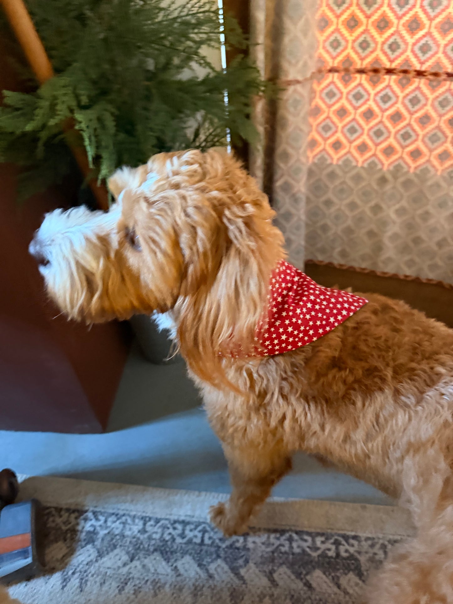 Dog Bandana