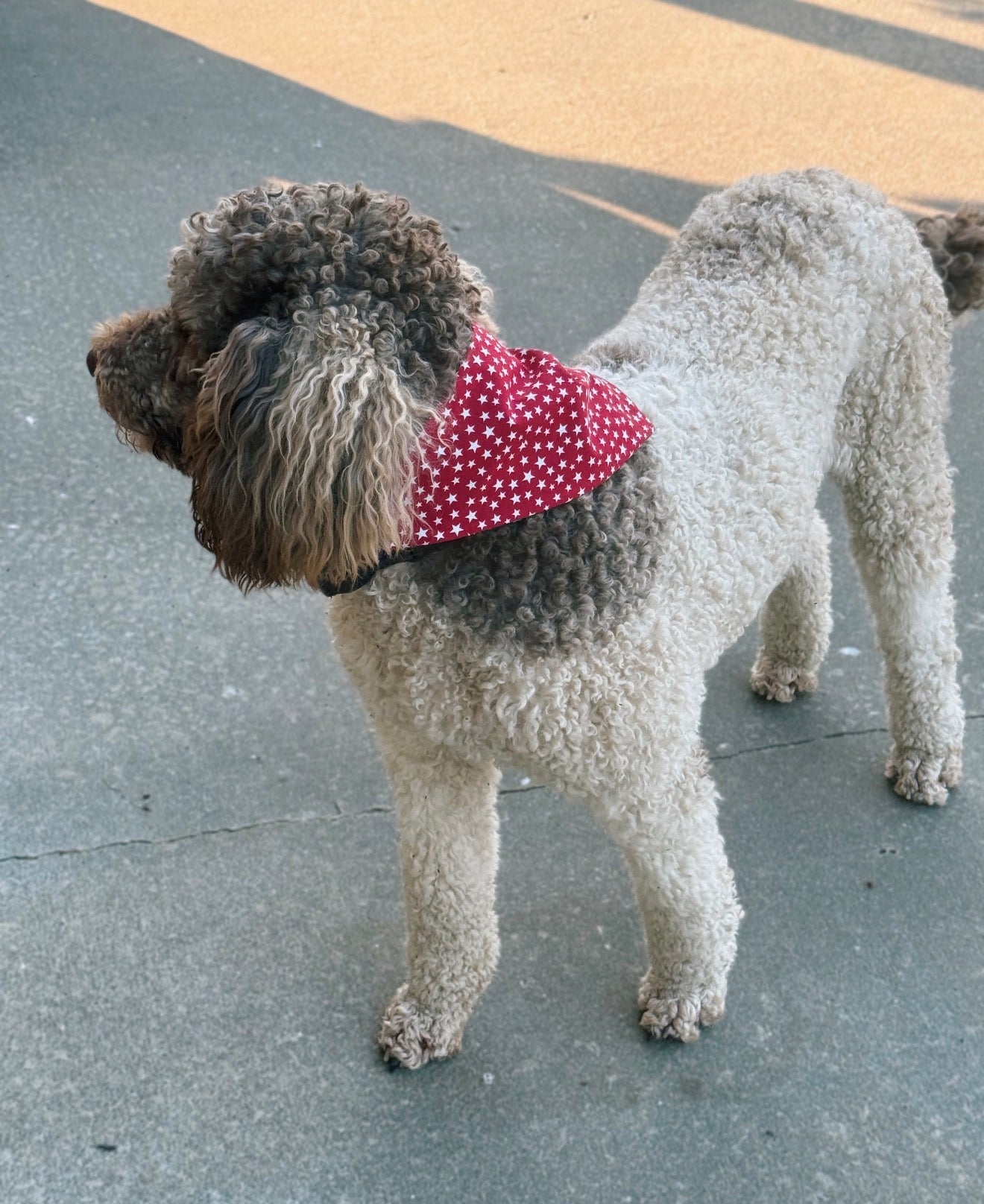 Dog Bandana